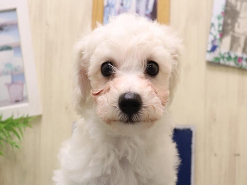 愛知県のビションフリーゼ (ワンラブ名古屋守山インター総本店/2025年9月21日生まれ/男の子/ホワイト)の子犬