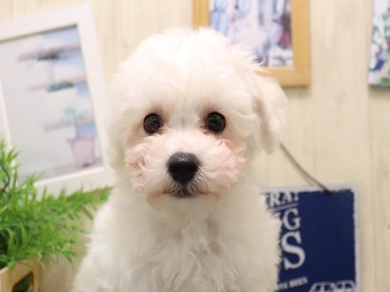 愛知県のビションフリーゼ (ワンラブ名古屋守山インター総本店/2025年9月21日生まれ/男の子/ホワイト)の子犬