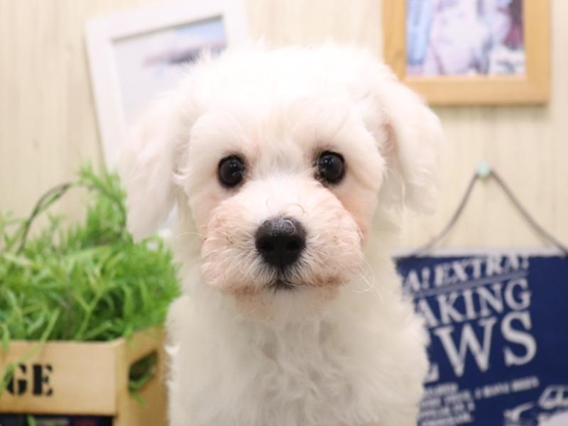 愛知県のビションフリーゼ (ワンラブ名古屋守山インター総本店/2025年9月21日生まれ/男の子/ホワイト)の子犬