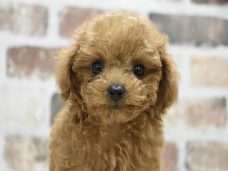 富山県のトイプードル(トイ) (ワンラブ富山ファボーレ店/2025年9月20日生まれ/女の子/レッド)の子犬の1枚目の画像