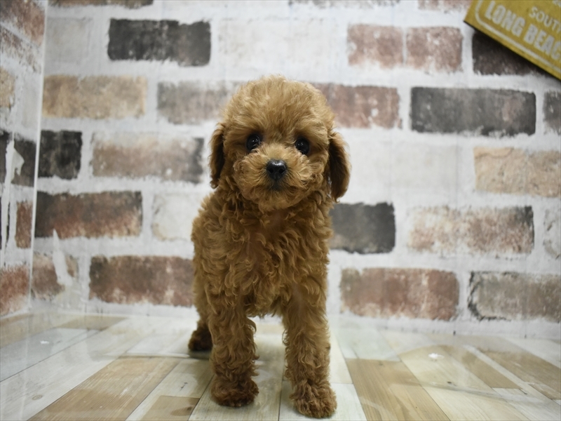 富山県のトイプードル(トイ) (ワンラブ富山ファボーレ店/2025年9月20日生まれ/女の子/レッド)の子犬の2枚目の画像