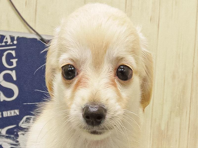 愛知県のチワックス(チワワ×ダックス) (ワンラブ名古屋守山インター総本店/2025年9月17日生まれ/女の子/クリーム)の子犬の1枚目の画像