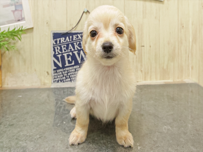 愛知県のチワックス(チワワ×ダックス) (ワンラブ名古屋守山インター総本店/2025年9月17日生まれ/女の子/クリーム)の子犬の3枚目の画像