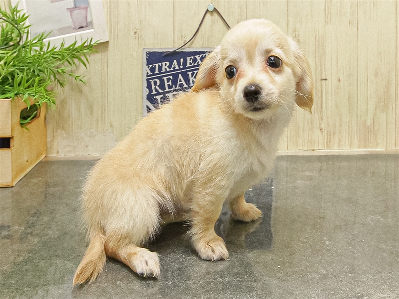 愛知県のチワックス(チワワ×ダックス) (ワンラブ名古屋守山インター総本店/2025年9月17日生まれ/女の子/クリーム)の子犬の2枚目の画像