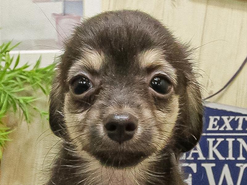 愛知県のチワックス(チワワ×ダックス) (ワンラブ名古屋守山インター総本店/2025年9月17日生まれ/女の子/ブラックタン)の子犬の1枚目の画像