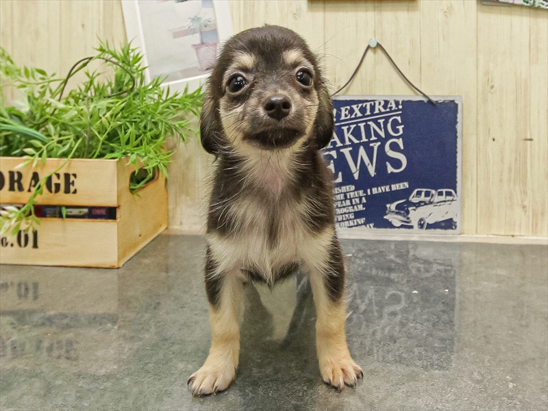 愛知県のチワックス(チワワ×ダックス) (ワンラブ名古屋守山インター総本店/2025年9月17日生まれ/女の子/ブラックタン)の子犬の3枚目の画像
