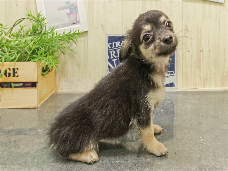 愛知県のチワックス(チワワ×ダックス) (ワンラブ名古屋守山インター総本店/2025年9月17日生まれ/女の子/ブラックタン)の子犬の2枚目の画像