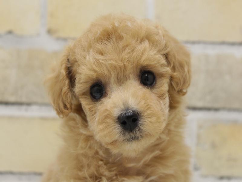 福岡県のトイプードル(トイ) (ワンラブ福岡総本店/2025年9月19日生まれ/男の子/オレンジフォーン)の子犬の1枚目の画像