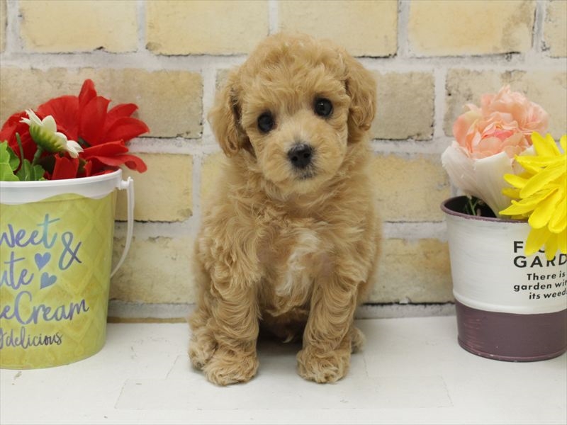 福岡県のトイプードル(トイ) (ワンラブ福岡総本店/2025年9月19日生まれ/男の子/オレンジフォーン)の子犬の3枚目の画像