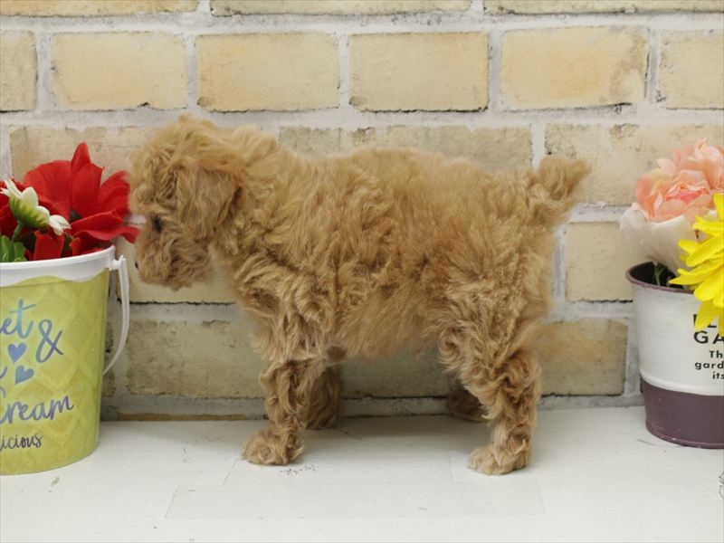 福岡県のトイプードル(トイ) (ワンラブ福岡総本店/2025年9月19日生まれ/男の子/オレンジフォーン)の子犬の2枚目の画像