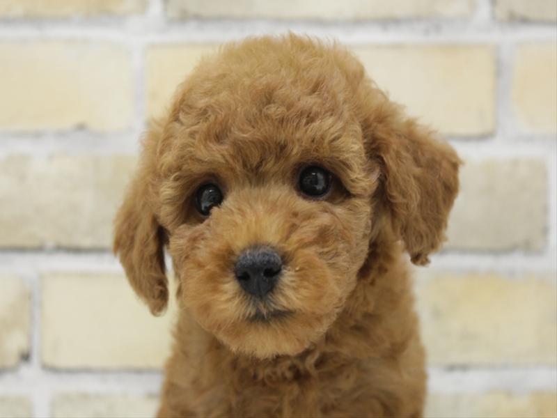 福岡県のトイプードル(トイ) (ワンラブ福岡総本店/2025年9月21日生まれ/男の子/レッド)の子犬の1枚目の画像