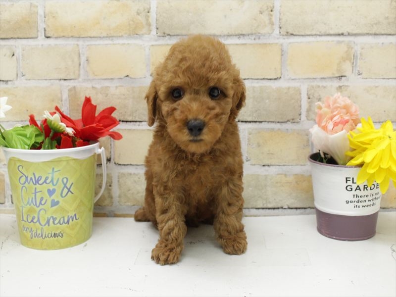 福岡県のトイプードル(トイ) (ワンラブ福岡総本店/2025年9月21日生まれ/男の子/レッド)の子犬の3枚目の画像