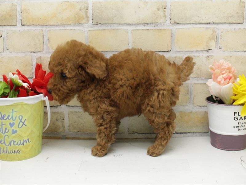 福岡県のトイプードル(トイ) (ワンラブ福岡総本店/2025年9月21日生まれ/男の子/レッド)の子犬の2枚目の画像