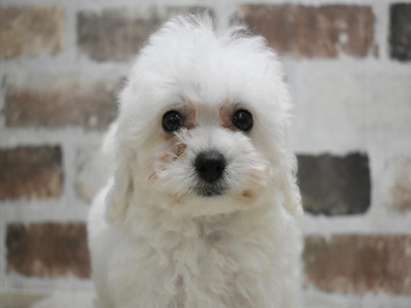 京都府のビションプー(ビションフリーゼ×プードル) (ワンラブMOMOテラス店/2025年9月22日生まれ/男の子/ホワイト)の子犬の1枚目の画像