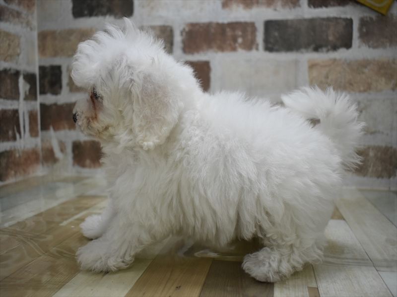 京都府のビションプー(ビションフリーゼ×プードル) (ワンラブMOMOテラス店/2025年9月22日生まれ/男の子/ホワイト)の子犬の3枚目の画像