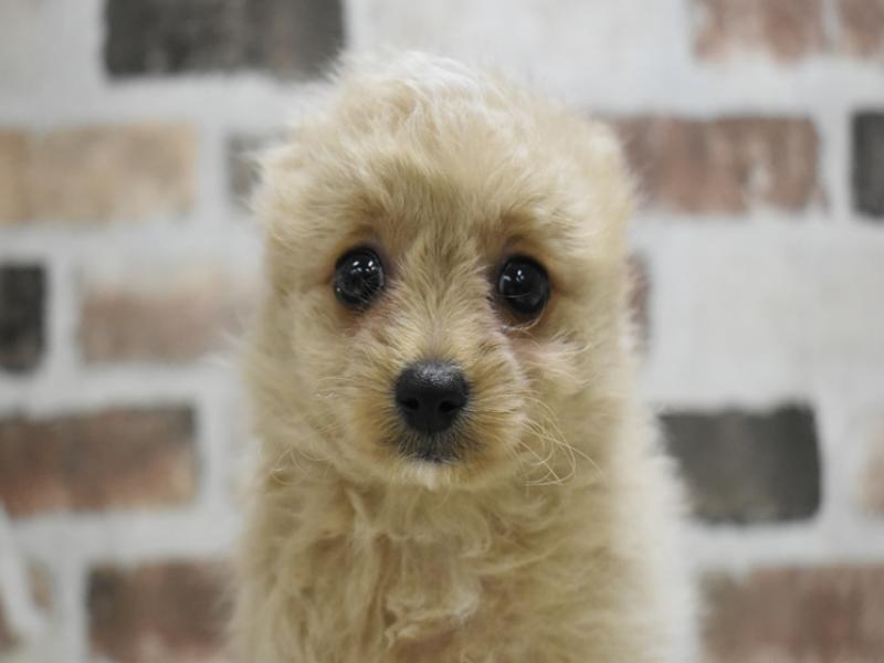 愛知県のマルプー(マルチーズ×プードル) (ワンラブ名古屋守山インター総本店/2025年9月23日生まれ/男の子/アプリコット)の子犬の1枚目の画像