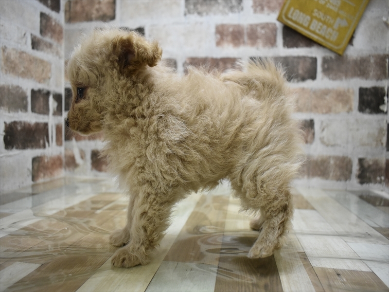 愛知県のマルプー(マルチーズ×プードル) (ワンラブ名古屋守山インター総本店/2025年9月23日生まれ/男の子/アプリコット)の子犬の3枚目の画像