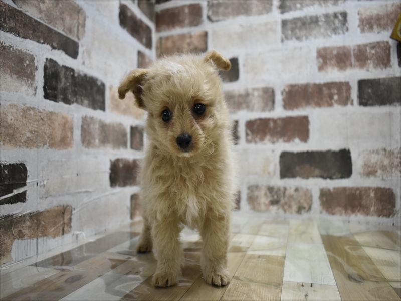 愛知県のマルプー(マルチーズ×プードル) (ワンラブ名古屋守山インター総本店/2025年9月23日生まれ/男の子/アプリコット)の子犬の2枚目の画像