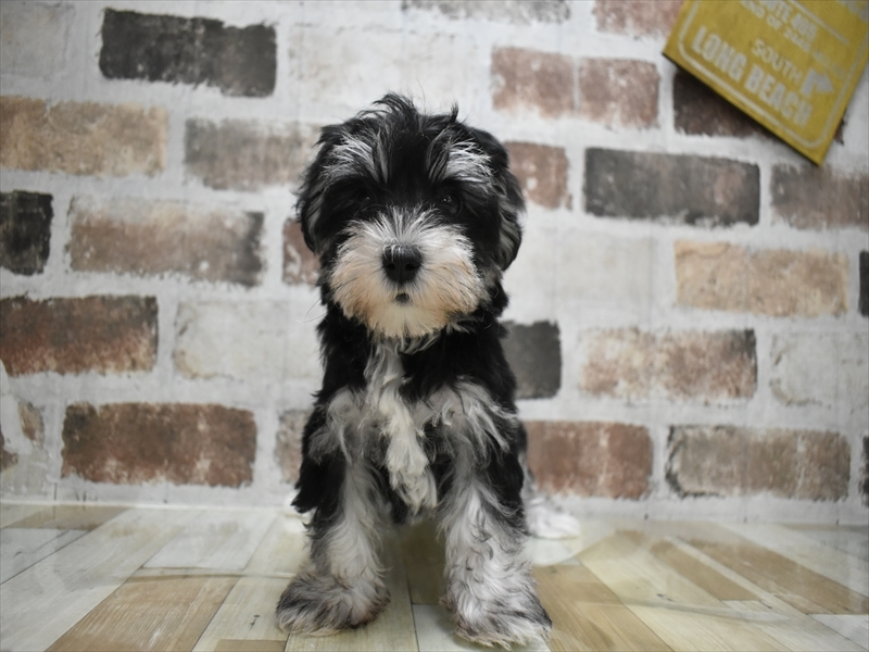 愛知県のシュナマル/マルシュナ(シュナウザー×マルチーズ) (ワンラブイオンモール常滑店/2025年9月23日生まれ/女の子/ブラックホワイト)の子犬の2枚目の画像