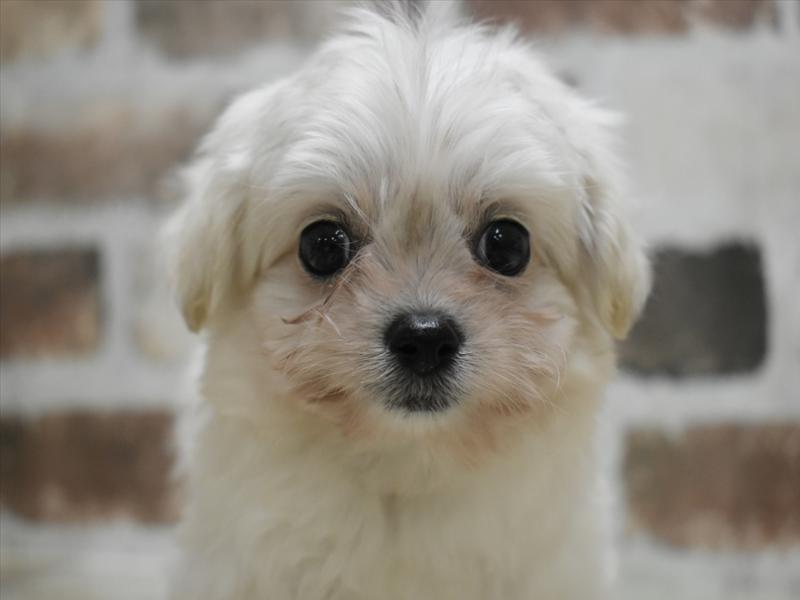 愛知県のチワプー/プーチー(チワワ×プードル) (ワンラブ名古屋守山インター総本店/2025年9月24日生まれ/男の子/クリーム)の子犬の1枚目の画像