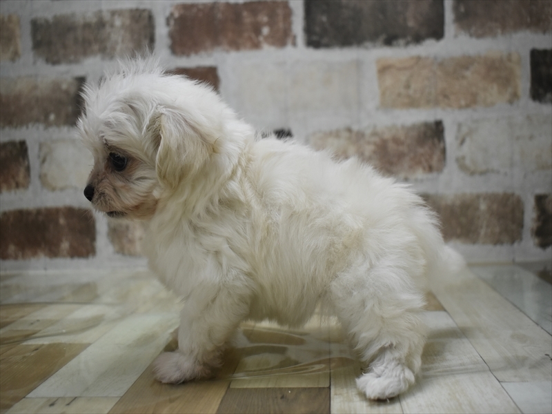 愛知県のチワプー/プーチー(チワワ×プードル) (ワンラブ名古屋守山インター総本店/2025年9月24日生まれ/男の子/クリーム)の子犬の3枚目の画像