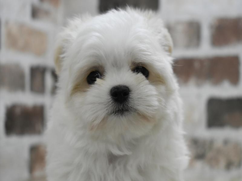 愛知県のチワマル/マルチワ(チワワ×マルチーズ) (ワンラブ名古屋守山インター総本店/2025年9月24日生まれ/男の子/クリーム)の子犬の1枚目の画像