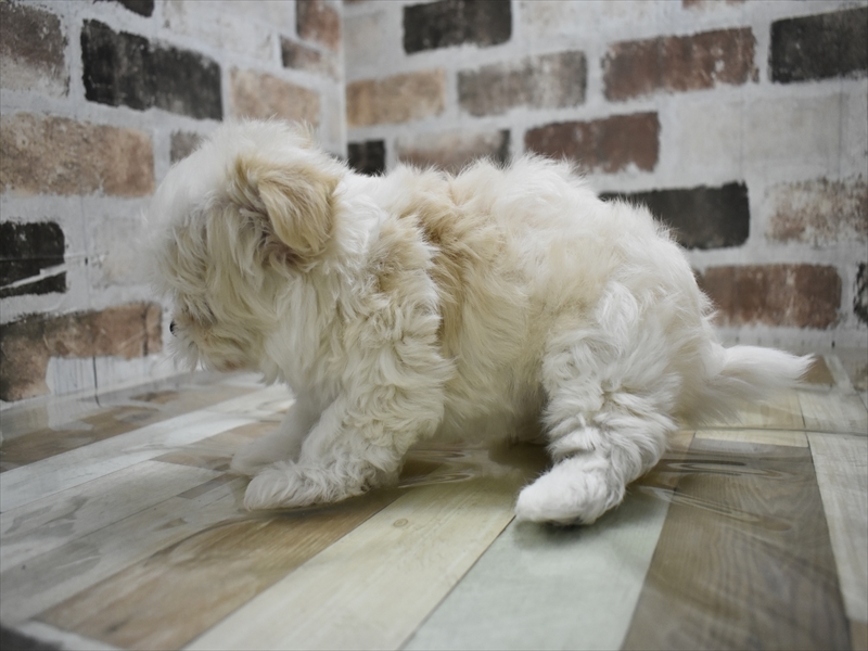 愛知県のチワマル/マルチワ(チワワ×マルチーズ) (ワンラブ名古屋守山インター総本店/2025年9月24日生まれ/男の子/クリーム)の子犬の3枚目の画像