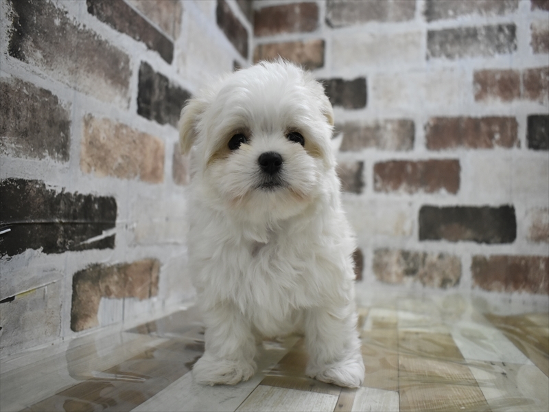 愛知県のチワマル/マルチワ(チワワ×マルチーズ) (ワンラブ名古屋守山インター総本店/2025年9月24日生まれ/男の子/クリーム)の子犬の2枚目の画像