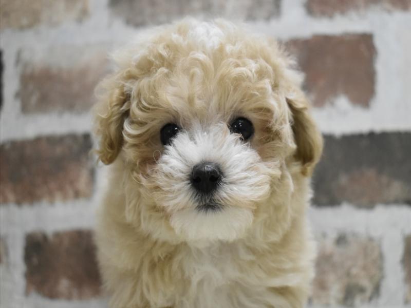 愛知県のマルプー(マルチーズ×プードル) (ワンラブ名古屋守山インター総本店/2025年9月25日生まれ/女の子/アプリコット)の子犬の1枚目の画像