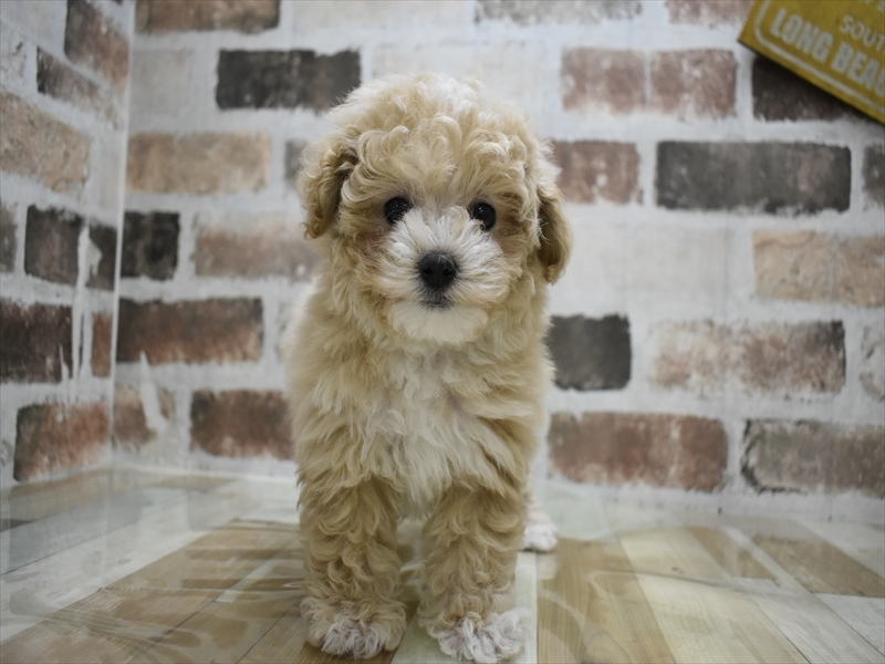 愛知県のマルプー(マルチーズ×プードル) (ワンラブ名古屋守山インター総本店/2025年9月25日生まれ/女の子/アプリコット)の子犬の2枚目の画像