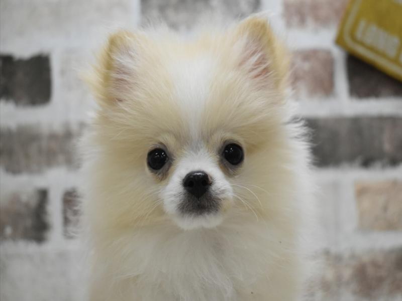愛知県のポメラニアン (ワンラブ名古屋守山インター総本店/2025年8月20日生まれ/男の子/クリーム)の子犬の1枚目の画像