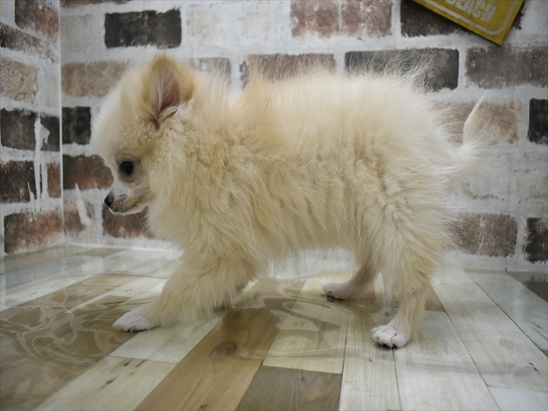 愛知県のポメラニアン (ワンラブ名古屋守山インター総本店/2025年8月20日生まれ/男の子/クリーム)の子犬の3枚目の画像