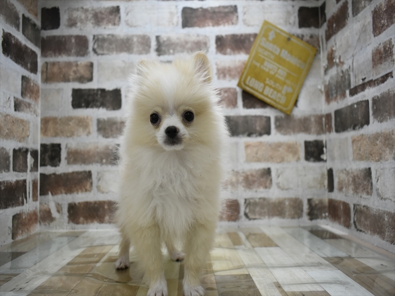 愛知県のポメラニアン (ワンラブ名古屋守山インター総本店/2025年8月20日生まれ/男の子/クリーム)の子犬の2枚目の画像
