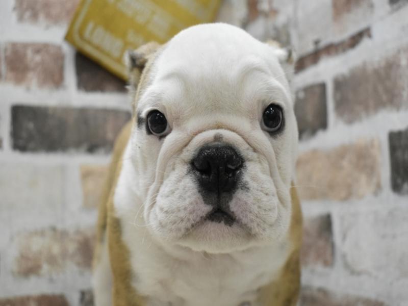 愛知県のブルドッグ (ワンラブイオンモール常滑店/2025年9月20日生まれ/女の子/ホワイトブリンドル)の子犬の1枚目の画像