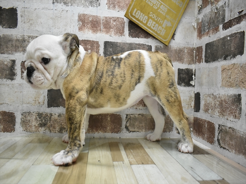 愛知県のブルドッグ (ワンラブイオンモール常滑店/2025年9月20日生まれ/女の子/ホワイトブリンドル)の子犬の3枚目の画像