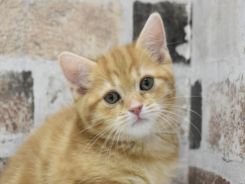 和歌山県のマンチカン (ワンラブイズミヤ和歌山店/2025年9月25日生まれ/女の子/レッドタビー)の子猫の1枚目の画像