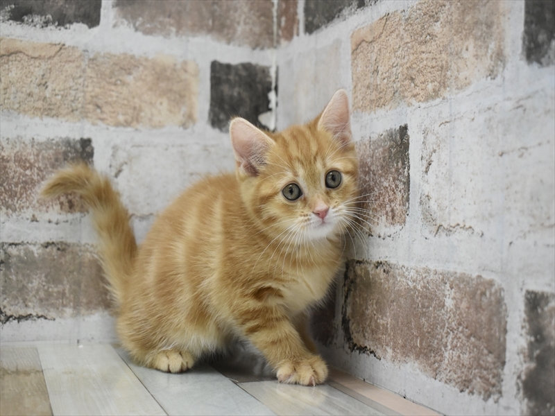 和歌山県のマンチカン (ワンラブイズミヤ和歌山店/2025年9月25日生まれ/女の子/レッドタビー)の子猫の2枚目の画像