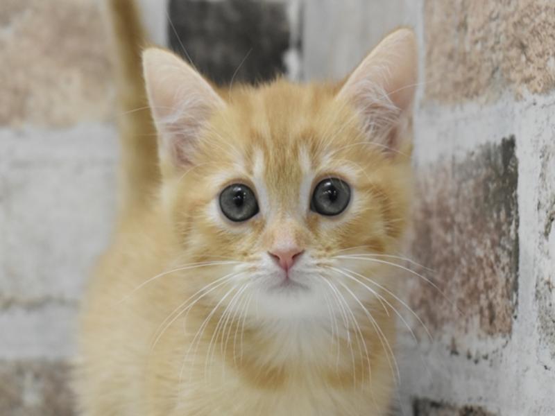 長野県のマンチカン (ワンラブアリオ上田店/2025年9月25日生まれ/女の子/レッドタビー)の子猫の1枚目の画像
