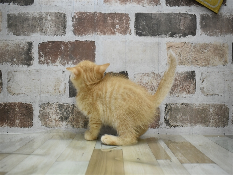 長野県のマンチカン (ワンラブアリオ上田店/2025年9月25日生まれ/女の子/レッドタビー)の子猫の3枚目の画像