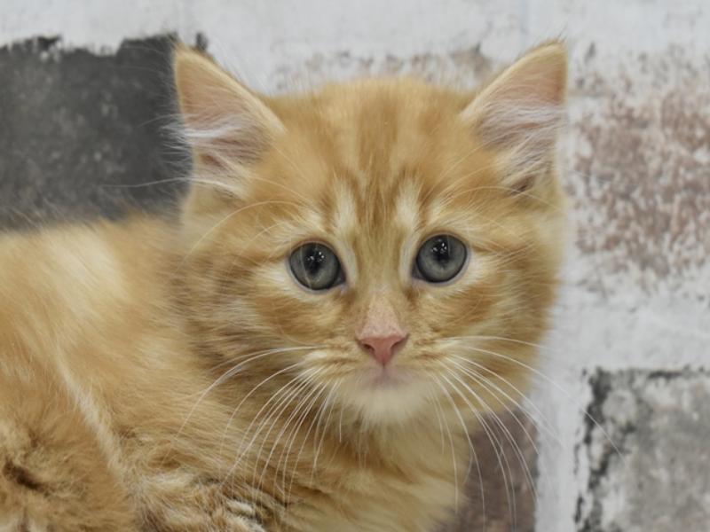 長野県のマンチカン (ワンラブカインズ塩尻店/2025年9月25日生まれ/女の子/レッドタビー)の子猫の1枚目の画像