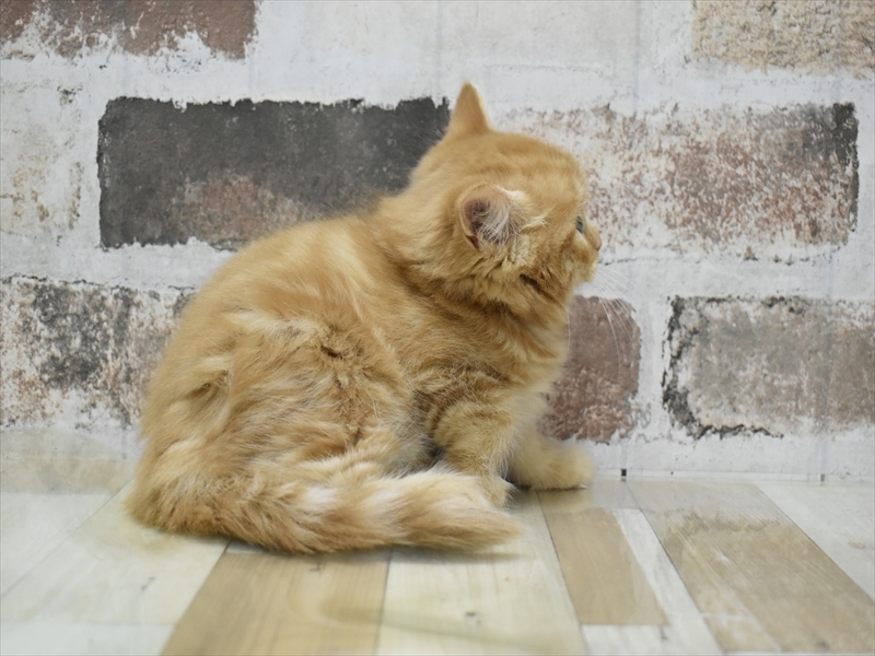 長野県のマンチカン (ワンラブカインズ塩尻店/2025年9月25日生まれ/女の子/レッドタビー)の子猫の3枚目の画像