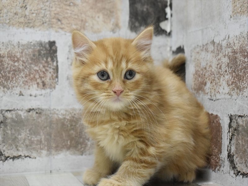 長野県のマンチカン (ワンラブカインズ塩尻店/2025年9月25日生まれ/女の子/レッドタビー)の子猫の2枚目の画像