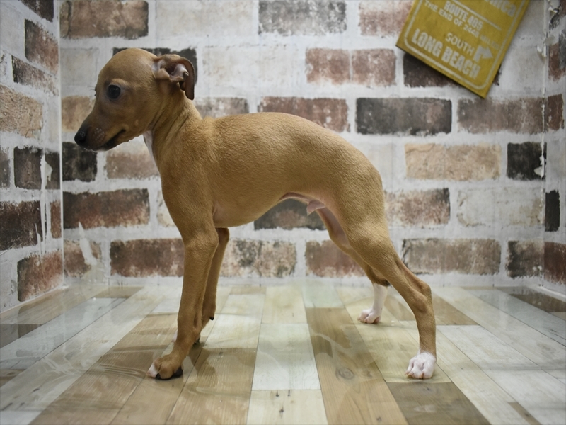 長野県のイタリアングレーハウンド (ワンラブアリオ上田店/2025年9月25日生まれ/男の子/レッドホワイト)の子犬の3枚目の画像