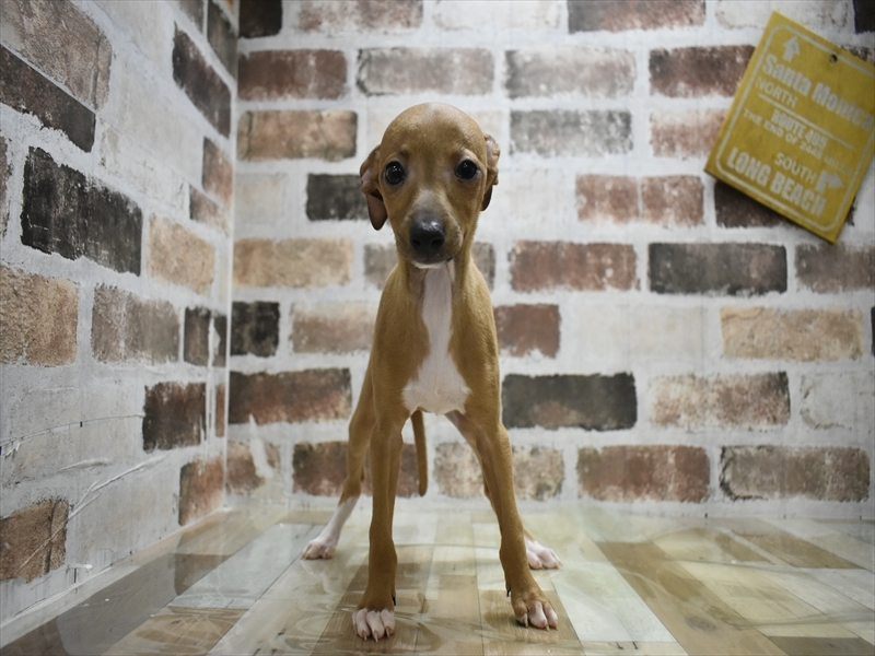 長野県のイタリアングレーハウンド (ワンラブアリオ上田店/2025年9月25日生まれ/男の子/レッドホワイト)の子犬の2枚目の画像