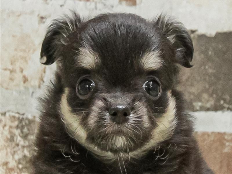 愛知県のチワワ(ロング) (ワンラブ名古屋守山インター総本店/2025年9月26日生まれ/女の子/ブラックタンホワイト)の子犬の1枚目の画像