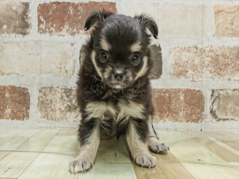 愛知県のチワワ(ロング) (ワンラブ名古屋守山インター総本店/2025年9月26日生まれ/女の子/ブラックタンホワイト)の子犬の3枚目の画像