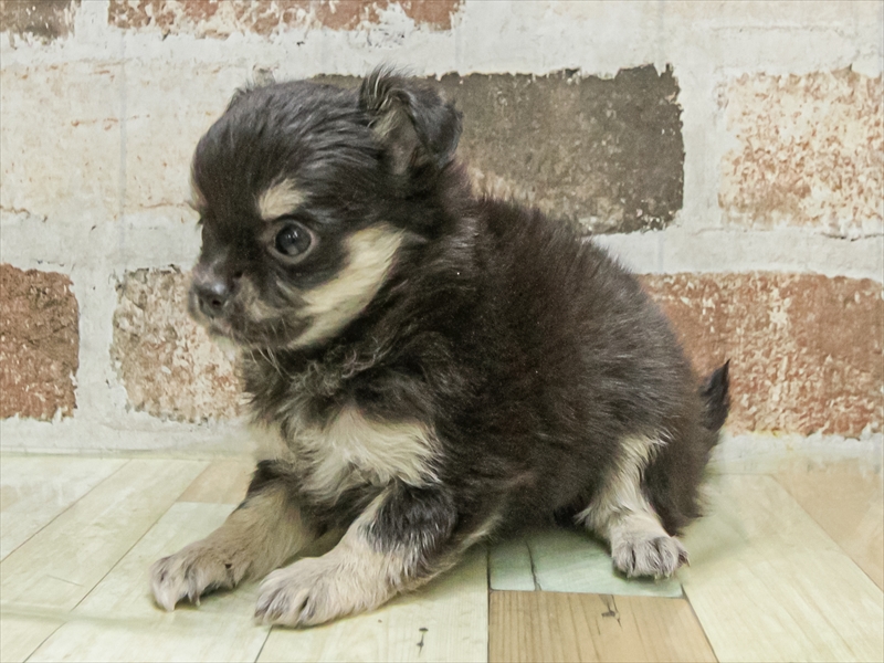 愛知県のチワワ(ロング) (ワンラブ名古屋守山インター総本店/2025年9月26日生まれ/女の子/ブラックタンホワイト)の子犬の2枚目の画像