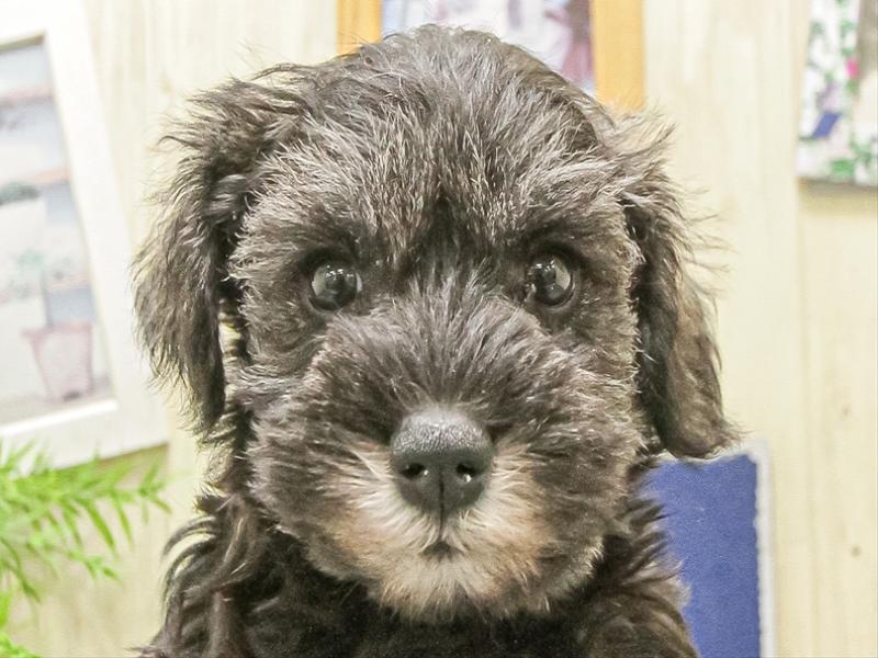 愛知県のミニチュアシュナウザー (ワンラブ名古屋守山インター総本店/2025年9月27日生まれ/女の子/ソルトペッパー)の子犬の1枚目の画像