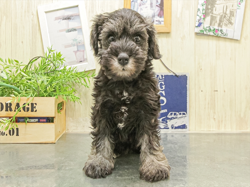 愛知県のミニチュアシュナウザー (ワンラブ名古屋守山インター総本店/2025年9月27日生まれ/女の子/ソルトペッパー)の子犬の3枚目の画像