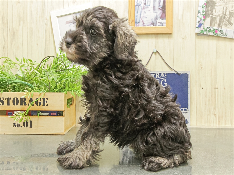 愛知県のミニチュアシュナウザー (ワンラブ名古屋守山インター総本店/2025年9月27日生まれ/女の子/ソルトペッパー)の子犬の2枚目の画像